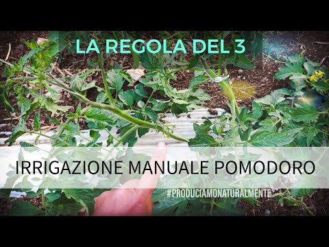 , title : 'La Regola del 3 Guida Irrigazione Manuale Pomodoro Orto'