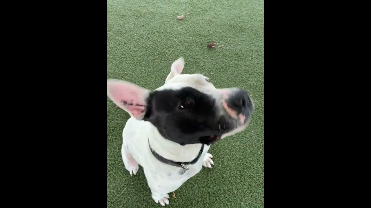 Enlarge Ziggy, a Adoptable mixed breed in Riverside, CA video 6/6