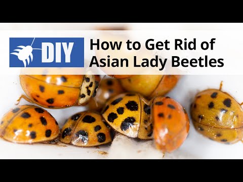 How to Get Rid of Asian Lady Beetles | DoMyOwn.com