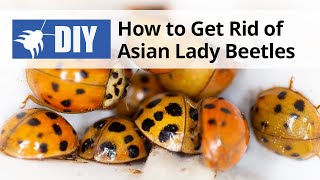 How to Get Rid of Asian Lady Beetles | DoMyOwn.com