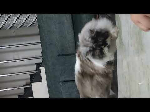 My persian cat Rukaan(female).