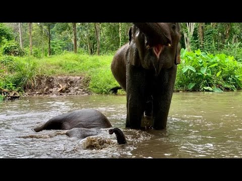 Baby Elephant And Parents Make A Happy Noise While In The River - ElephantNews