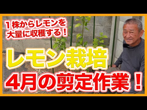 園芸 四季のレモンの木