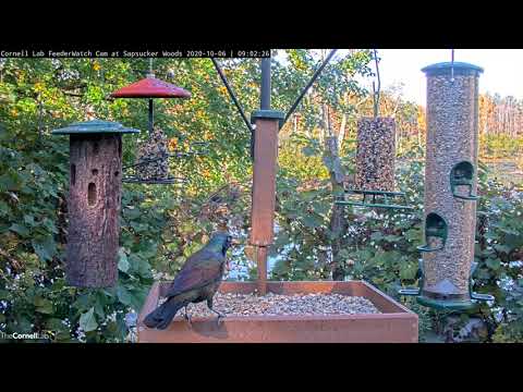 Woodpeckers, Blue Jays, And Blackbirds, Oh My! – Oct. 6, 2020