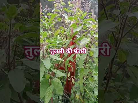 Tulsi's Manjari and flower #shorts #ytshorts #youtubeshorts #tulsi #nature #holybasil #manjari #v...