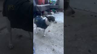 Video preview image #1 Jack Chi Puppy For Sale in San Jose, CA, USA