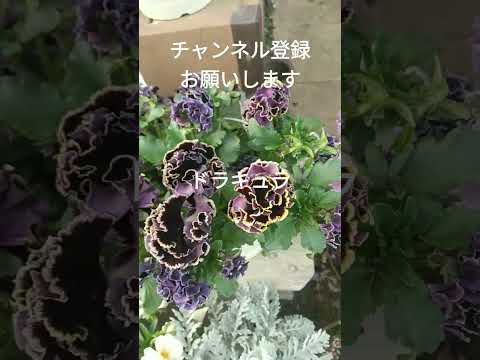 ドラキュラシミア蘭のメンテナンス