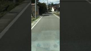 日本国産の走るキジ  Japanese green pheasant