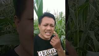 Download lagu Tembang tresno neng lambemu mp3