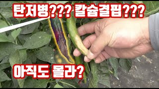 고추 탄저병?? 칼슘 결핍?? 아직도 모른다고??? 그러고 고추농사 하겠어??? 2022년 올해는 이놈이 가…