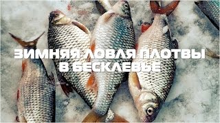 Как и на что поймать плотву в бесклевье