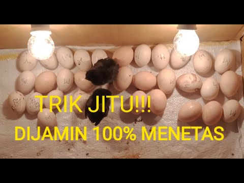 , title : 'RAHASIA PENETASAN TELUR AYAM MENGGUNAKAN LAMPU'