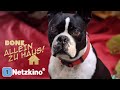 Bone Allein Zu Haus Familienfilm Auf Deutsch In Voller Länge Ganzer Hundefilm Auf Deutsch Schauen