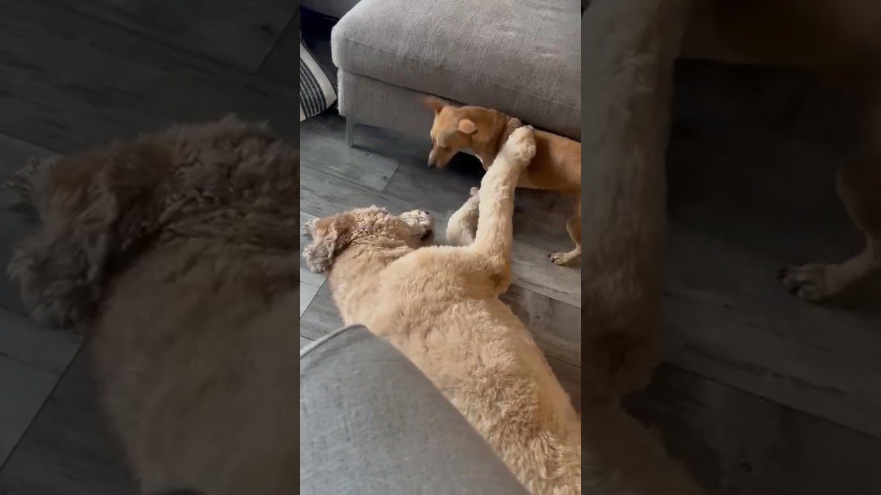 Enlarge Gigi, an adopted mixed breed in Edmonton, AB video 4/6