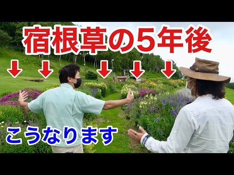 紫コーンフラワー鉢植え主根深い容器