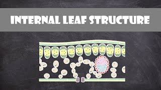 Internal Structure of a Leaf  Plant Biology
