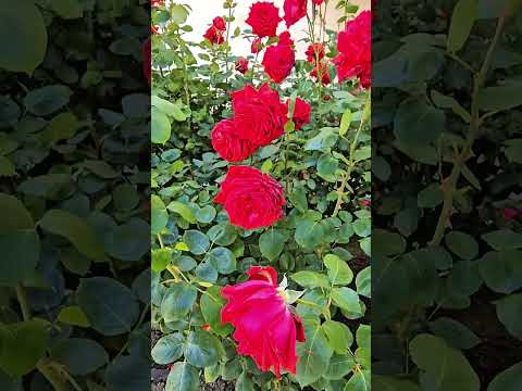 Купить дом, аг. Сеница, пер. Заречный (Минский р-н, Минская область)