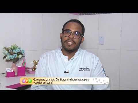 Gatos para crianças: Confira as melhores raças para você ter em casa 10 10 2022