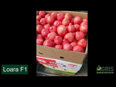 Loara F1 - Cultura de tomate roz în jud. Galați, Matca