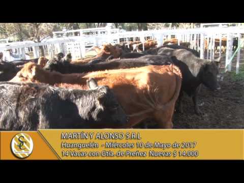 10-05-17 Venta de Vientres - Martín y Alonso  SRL -  Huanguelén.