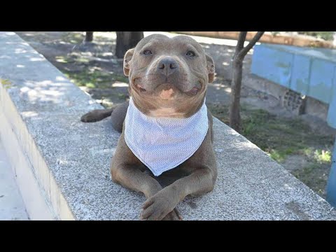 Ce chien pitbull souriant fera fondre votre cœur 🤣.