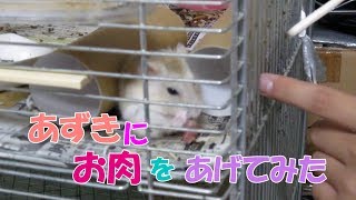 あずき(3F)お肉を食べるジャンガリアンハムスター