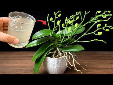 1 cup a Week for Orchids – Stimulate Strong Roots & New Blooms Naturally