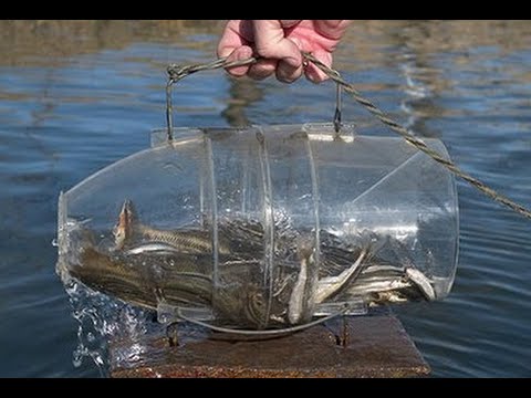 How to make a fish trap in 30 seconds