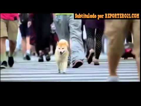 Abandonó A Su Perro  y miren lo que el iso