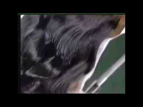 Sedal Balance 20s - Chile, 1997