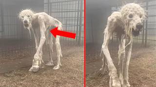 Disturbing Real Mutations Found In Humans And Animals