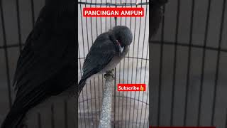Download lagu PANCINGAN SUARA ANAKAN SRIGUNTING ABU ABU #sriguntingabu #srigunting #sriguntingabuabugacor mp3