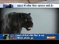 Aaj Ka Viral: Know the truth behind Black Panther in India