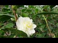 Falling for our Camellias!