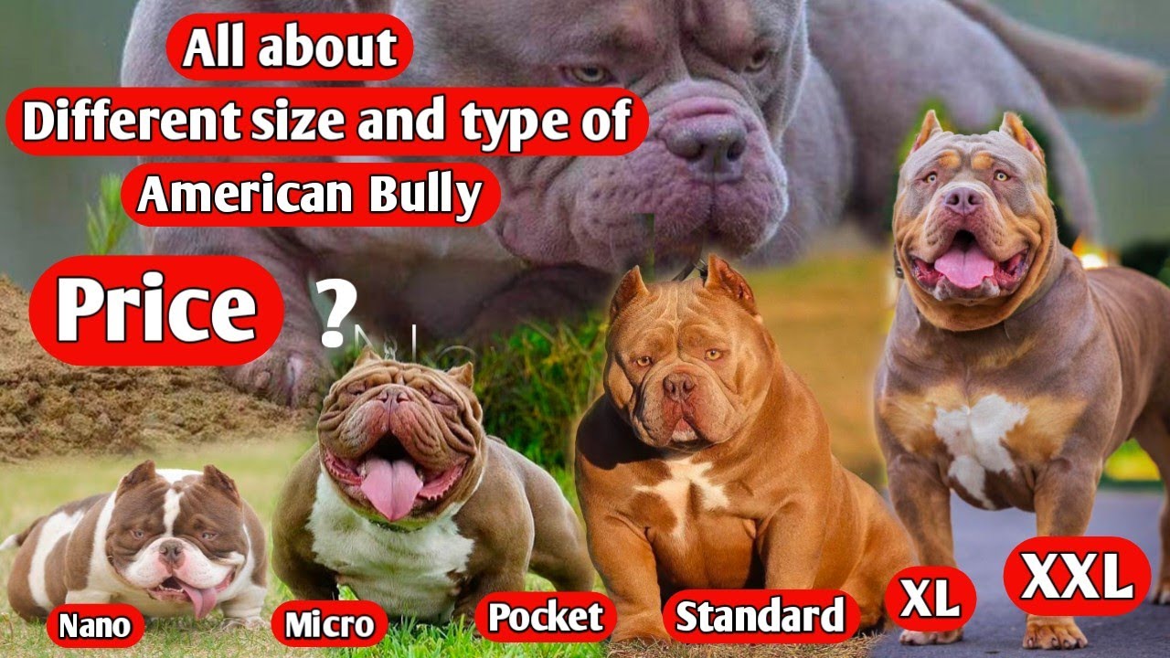 Different types and size of American Bully || About American Bully dog breed in Hindi