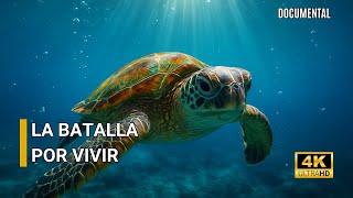 TORTUGAS MARINAS: De Mil Tortugas Solo UNA SOBREVIVE | DOCUMENTAL 🐢