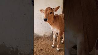 Funny Cow Sound 😁😁/#shorts #cowlover #funnyshorts #funny#village #cow  #cowvoice #viral