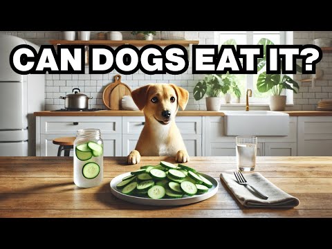 Can Dogs Eat Cucumbers? Explained