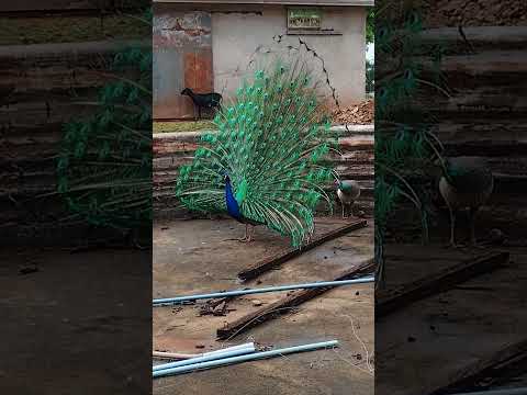 4 de setembro de 2025, fazenda ipê terra boa PR.