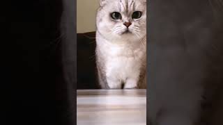 ☆Super Cute Animals☆Cute cats and funy dogs＆cat　videos compilation2021C⑨#Shorts