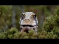 The Scientific Accuracy Of Walking With Dinosaurs Episode 4 Giant Of The Skies