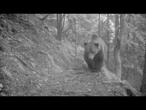 Nočná realita 2024 (Fotopasca Veľká a Malá Fatra)