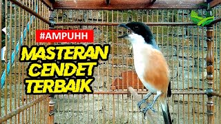 Download lagu AMPUH !!! Cendet BISU, MIYIK dan LELET bakal gacor dengan terapi suara CENDET Full Isian mp3