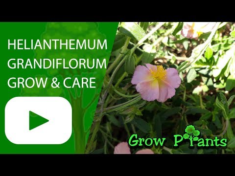 Helianthemum grandiflorum - care & grow