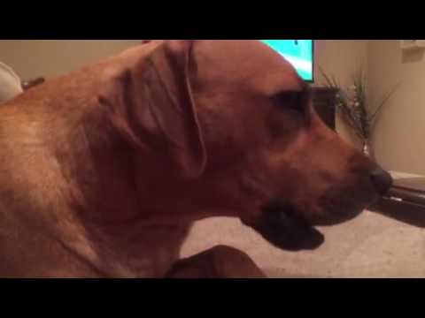 YouTube video about: Can dogs chew on baseballs?