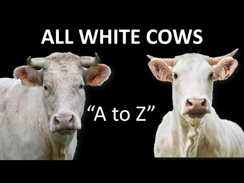 , title : 'All White Cow Breeds | White Cattle | White Bull | White Cow'