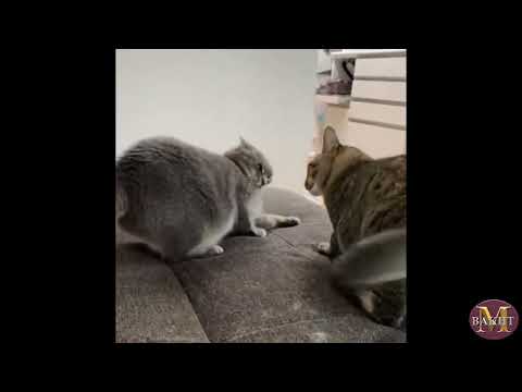 Two cats are revel with each other, all having fun and partying. All others are playing their ways.