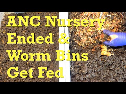 ANC worm nursery done & 265-day systems get 25th feeding - vermicompost