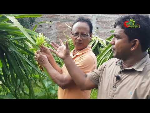 ড্রাগন ফল(Dragon fruit) চাষ(১ম পর্ব)-জাত, পোকামাকড় ও রোগ ব্যবস্থাপনা