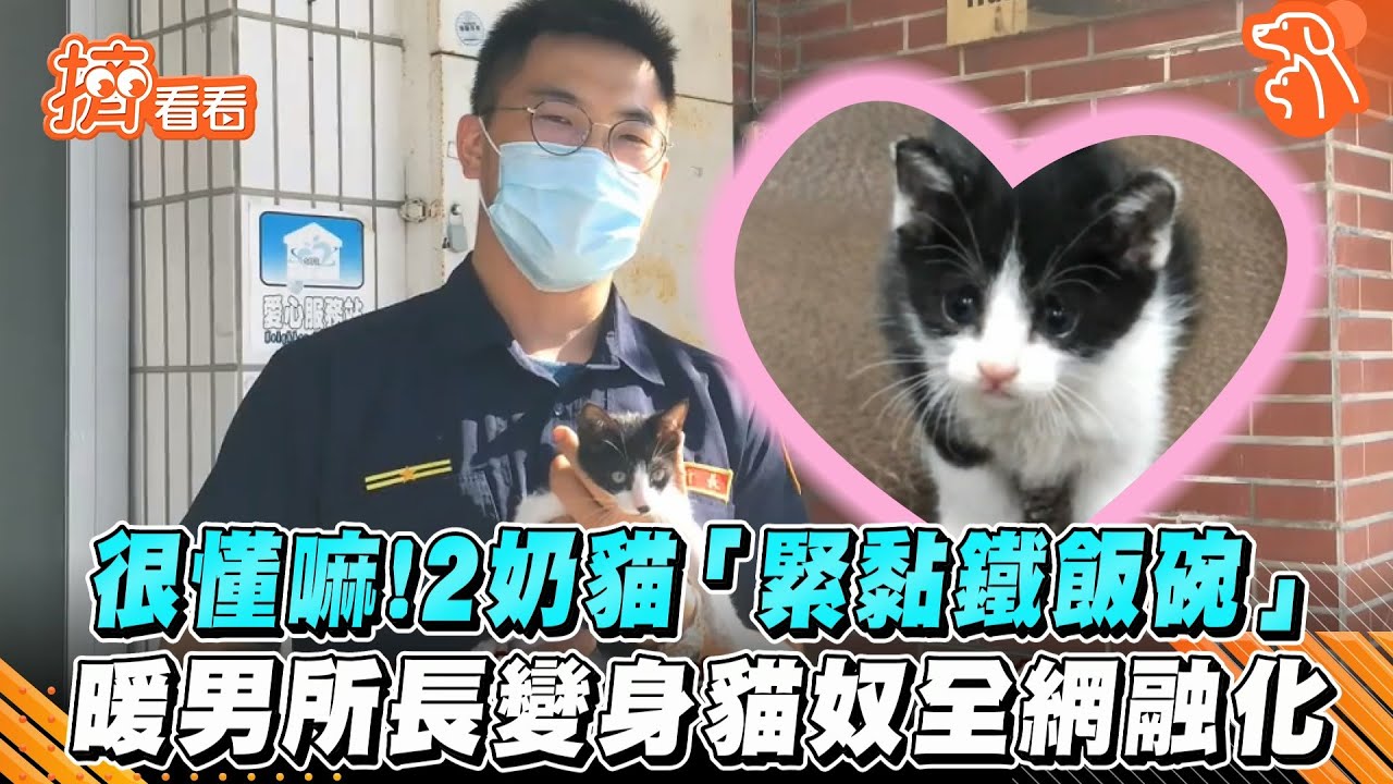 很懂嘛！2奶貓「緊黏鐵飯碗」　暖男所長變身貓奴全網融化